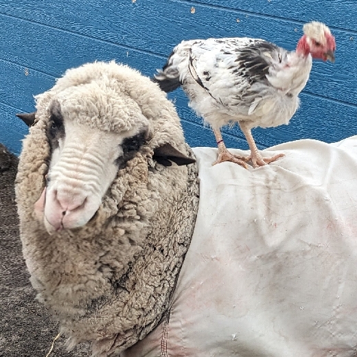 Oakley Acres Farms
