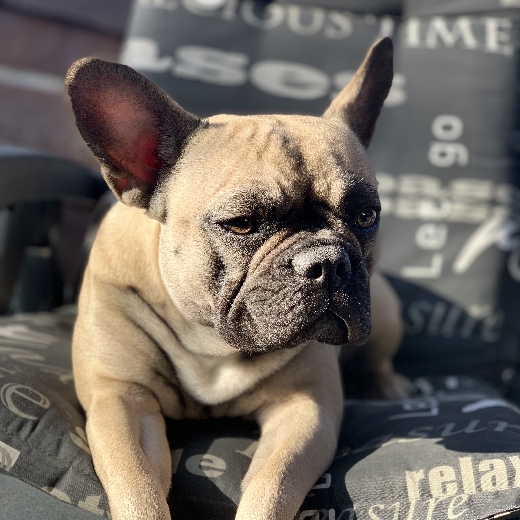 Fritz85