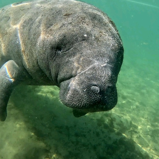 angry_manatee