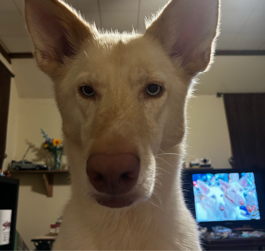 PBPopcorn
