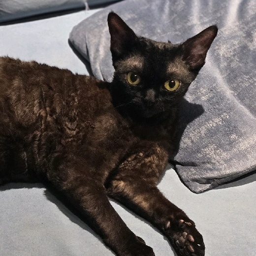 ratelinho