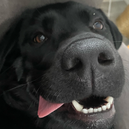 Sillytoes