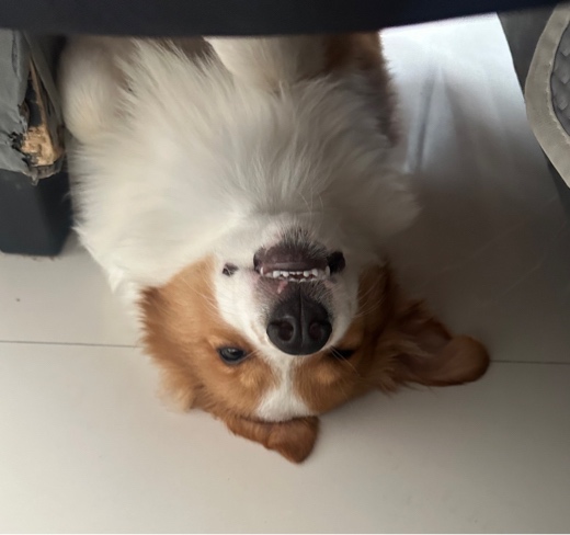 ZaiQt