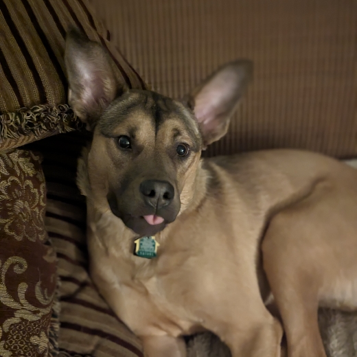 Moodog