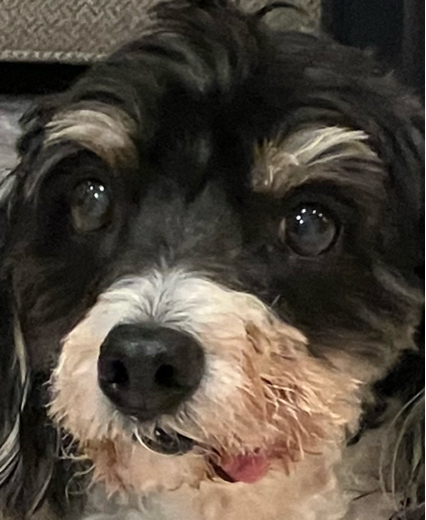 Ripleydadoggy