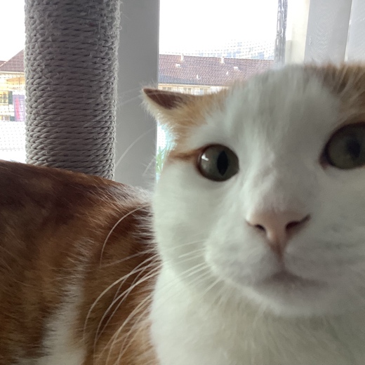 CatzNoah