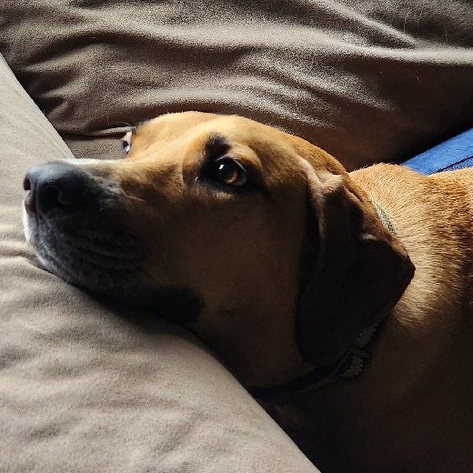 JasperPup