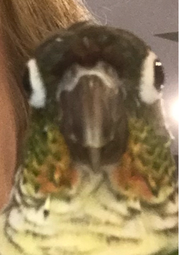 Nic
