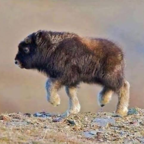 BisonPrints