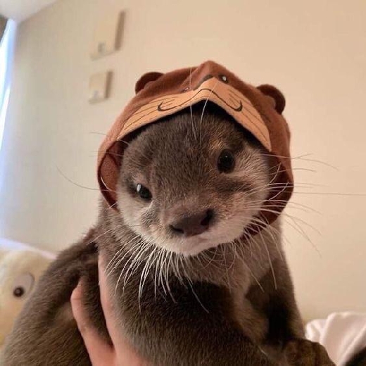 Ottergirl_5000
