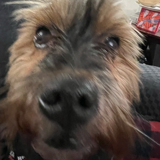 Douglasthepuglas