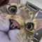 hangover_cat