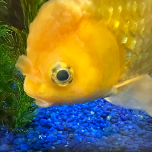 fish guy
