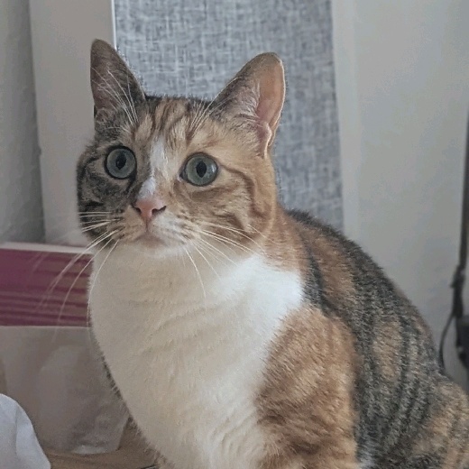Febolino