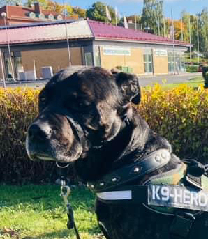 MadDog_SE