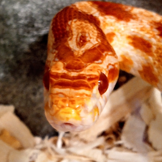Ezra C