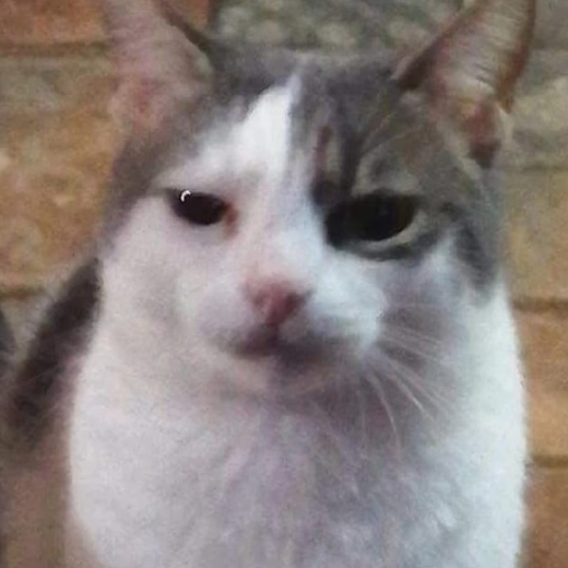 EranIsBoss