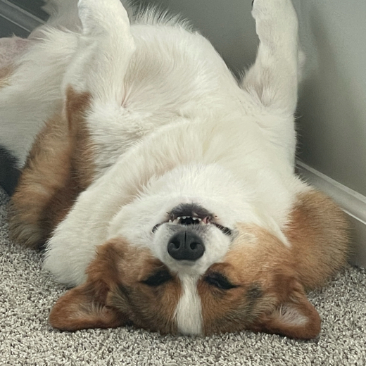 TheEpicDragonCorgi