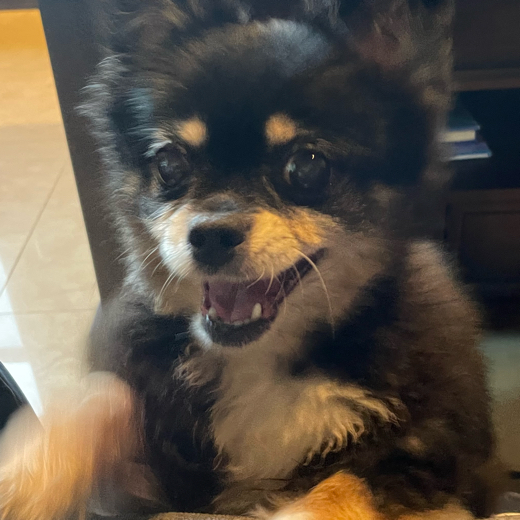 Flufmyster