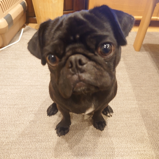 Pug_Max