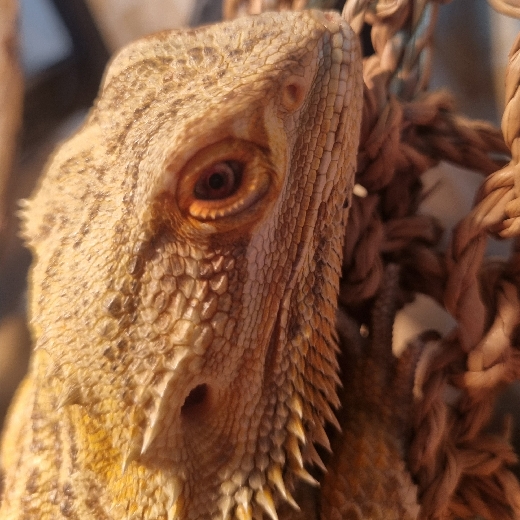 profile