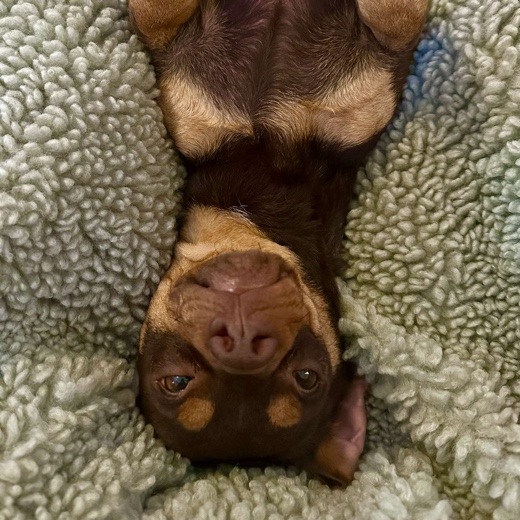 Sam