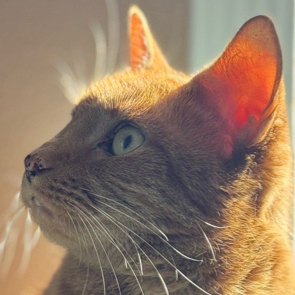 profile