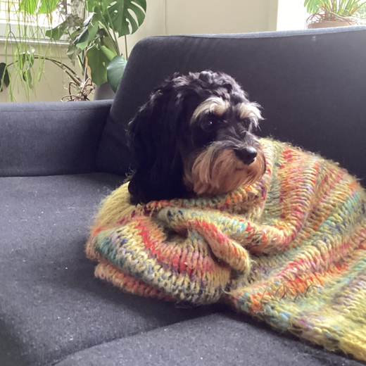 Sortehund