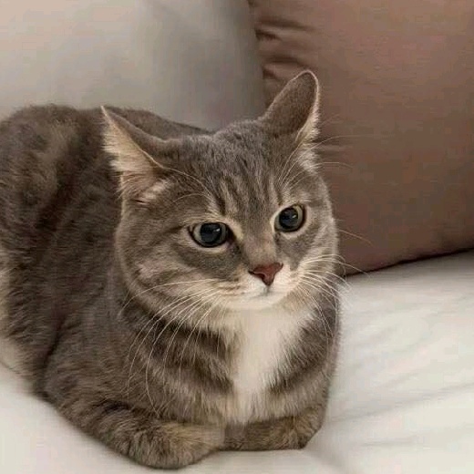 Nekima