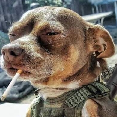 bigdog7