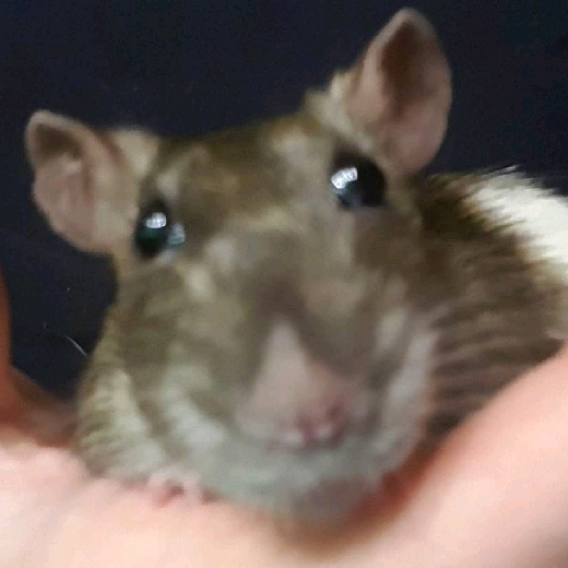 Pomidorowy Krul