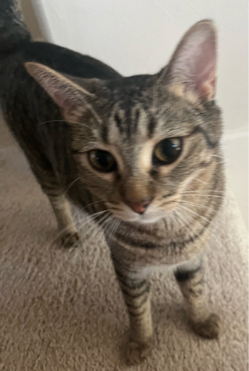 SPRING CAT PC