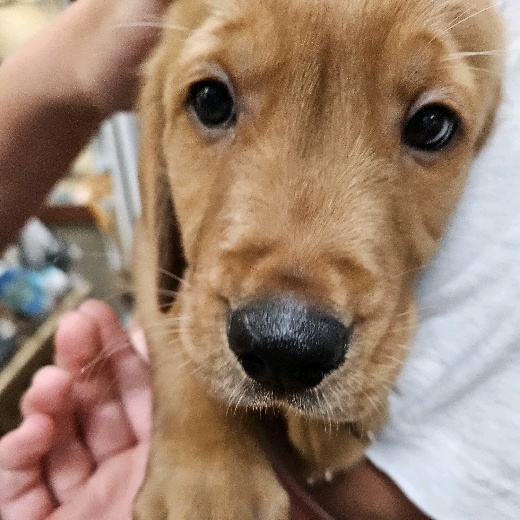 I love dogs