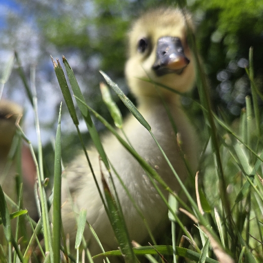 Gleaork