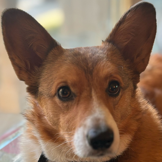 Bluecorgi27