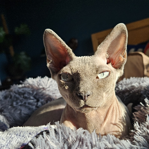 Kieran