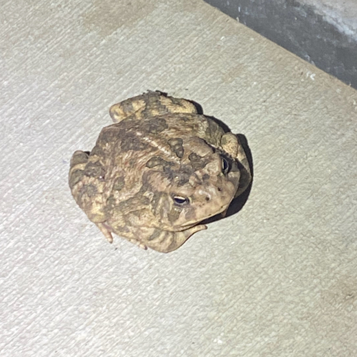 Browntoad 3D