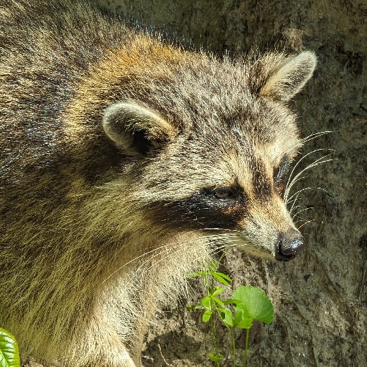 Ben